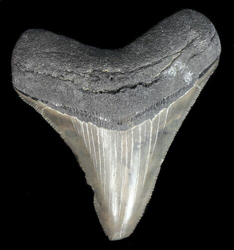 Serrated, Megalodon Tooth - Georgia #43038